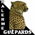 Guepards