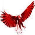 Aigles Rouges